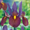 Iris hollandica Bulbs - Tigers Eye