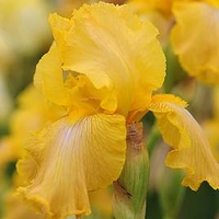 Iris Plant - Buckwheat (Re-Blooming)