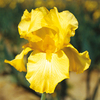 Iris Plant - Harvest of Memories