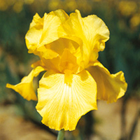 Iris Plant - Harvest of Memories