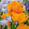 Iris Plant - Orange Harvest (Re-Blooming)