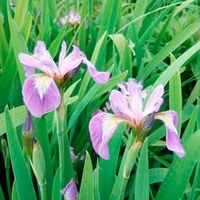 Iris Plant - Veriscolour