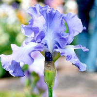 Iris Plant - Victoria Falls