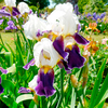 Iris Plant - Wabash