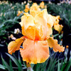 Iris Plants - Apricot Silk