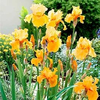 Iris Plants - Apricot Silk