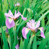 Iris Plants - Versicolour
