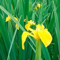 Iris pseudacorus Plant