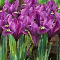 Iris reticulata - Purple Hill