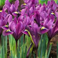 Iris reticulata - Purple Hill