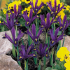 Iris reticulata Bulbs - J S Dijt