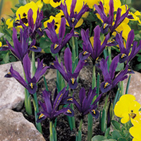 Iris reticulata Bulbs - J S Dijt