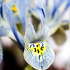 Iris reticulata Bulbs - Katharine Hodgkin