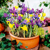 Iris reticulata Bulbs - Miniature Mix