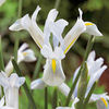 Iris reticulata Bulbs - Natasha