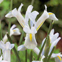 Iris reticulata Bulbs - Natasha
