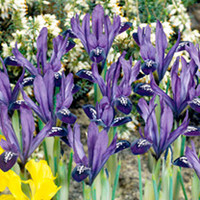 Iris reticulata Bulbs - Purple Gem
