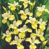 Iris Sibirica Bulbs - Butter and Sugar