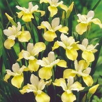 Iris Sibirica Bulbs - Butter and Sugar