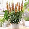 Isoplexis Plant - Bella