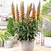 Isoplexis Plant - Bella