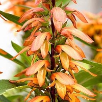 Isoplexis Plant - Bella