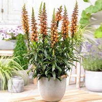 Isoplexis Plants - Bella