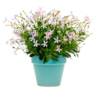 Isotoma Plants - Mixed