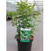 Itea virginica Plant