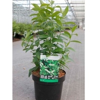 Itea virginica Plant