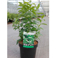 Itea virginica Plant