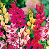 Ixia Bulbs - Mix