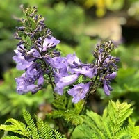 Jacaranda - Bonsai blue