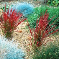 Japanese Blood Grass Plant - Red Baron