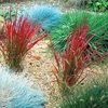 Japanese Blood Grass Plants - Red Baron