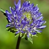 Jasione Laevis Plant
