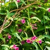 Jasmine Beesianum