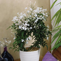 Jasmine Plant