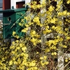Jasminum nudiflorum