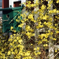 Jasminum nudiflorum