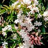 Jasminum officinale Plant - Affine
