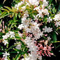 Jasminum officinale Plant - Affine
