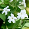 Jasminum officinale Plant