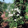 Jasminum officinale Plant