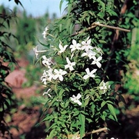 Jasminum officinale Plant