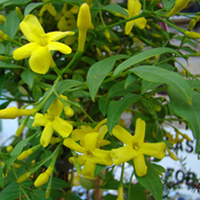 Jasminum Plant - Humile Revolutum
