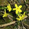 Jasminum Plant - Nudiflorum