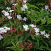 Jasminum Plant - Officinale Affine