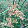 Juncus effusus spiralis Plant