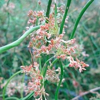 Juncus effusus spiralis Plant
